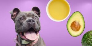 Can Dogs Eat avocado oil?