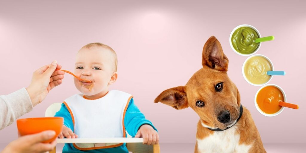 Can Dogs Eat baby food?