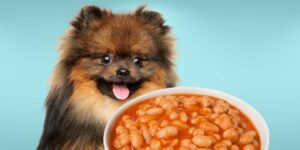 Can Dogs Eat baked beans?