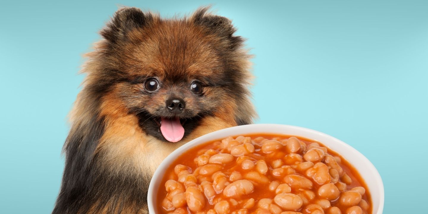 Can Dogs Eat Baked Beans? The Risks and Benefits