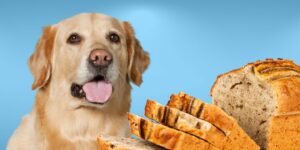 Can Dogs Eat banana bread?