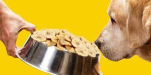 Can Dogs Eat banana chips?