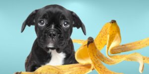 Can Dogs Eat banana peels?