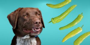 Can Dogs Eat banana peppers?
