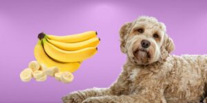 Can Dogs Eat bananas?