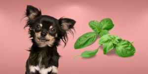 Can Dogs Eat basil?