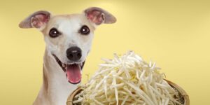 Can Dogs Eat bean sprouts?