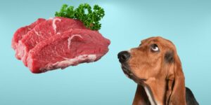 Can Dogs Eat beef?