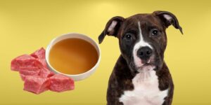 Can Dogs Eat beef broth?