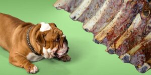 Can Dogs Eat beef rib bones?