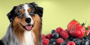 Can Dogs Eat berries?