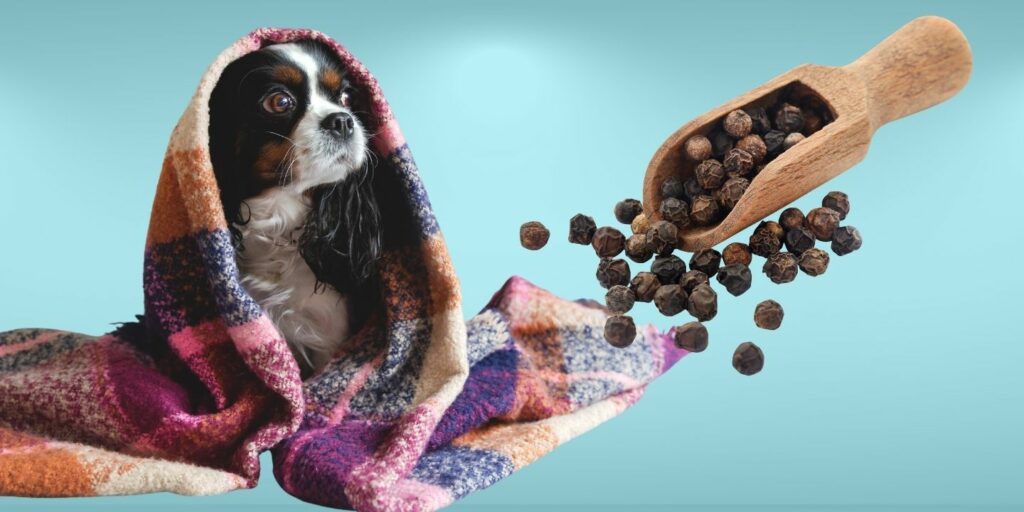 Can Dogs Eat black pepper?