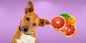 Can Dogs Eat blood oranges?
