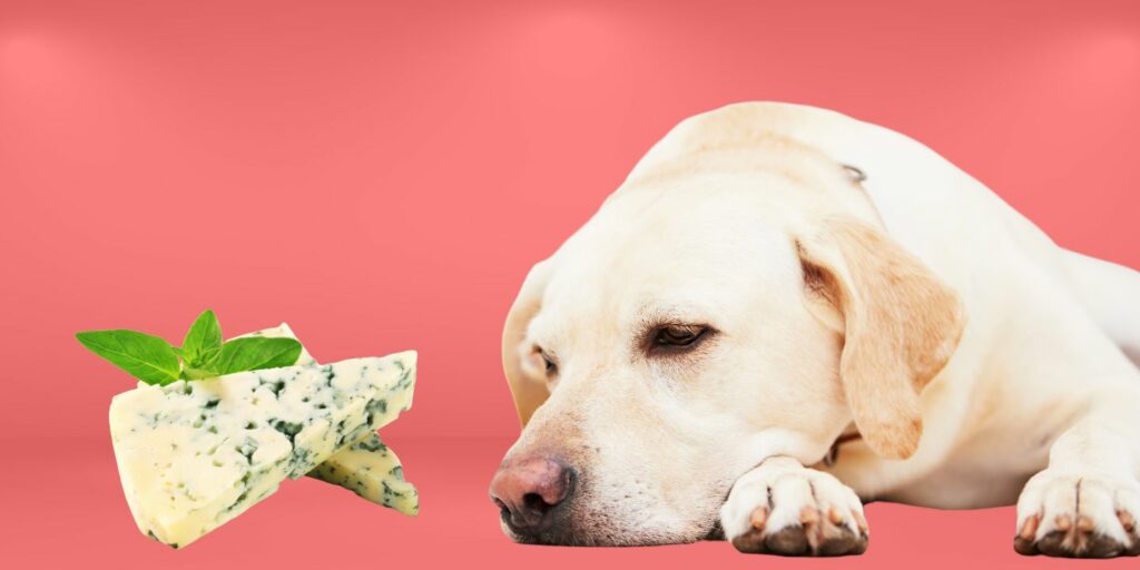 Can Dogs Eat Strawberry Yogurt The Risks And Benefits can-dogs-eat-strawberry-yogurt-the-risks-and-benefits