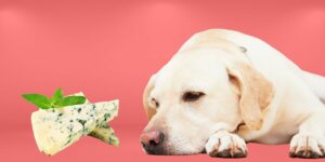 Can Dogs Eat blue cheese?