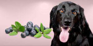 Can Dogs Eat blueberries?