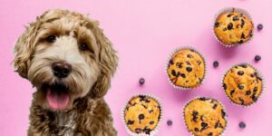 Can Dogs Eat blueberry muffins?