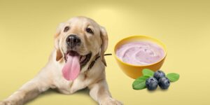 Can Dogs Eat blueberry yogurt?