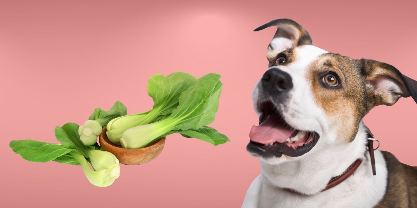 Can Dogs Eat Bok Choy? A Comprehensive Guide