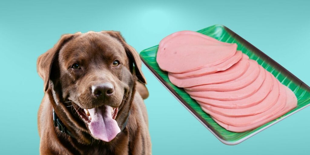 Can Dogs Eat bologna?