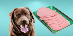 Can Dogs Eat bologna?