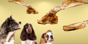 Can Dogs Eat bones?