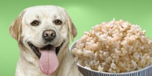 Can Dogs Eat brown rice?
