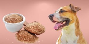 Can Dogs Eat brown sugar?