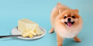 Can Dogs Eat butter?