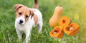 Can Dogs Eat butternut squash?