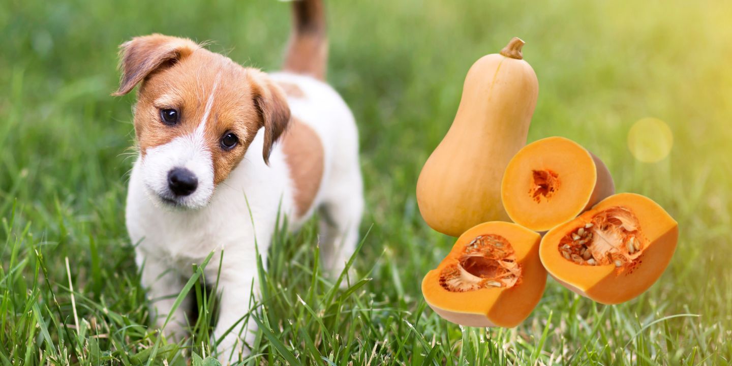 Can Dogs Eat Butternut Squash? The Dos and Don'ts