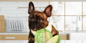Can Dogs Eat cabbage?