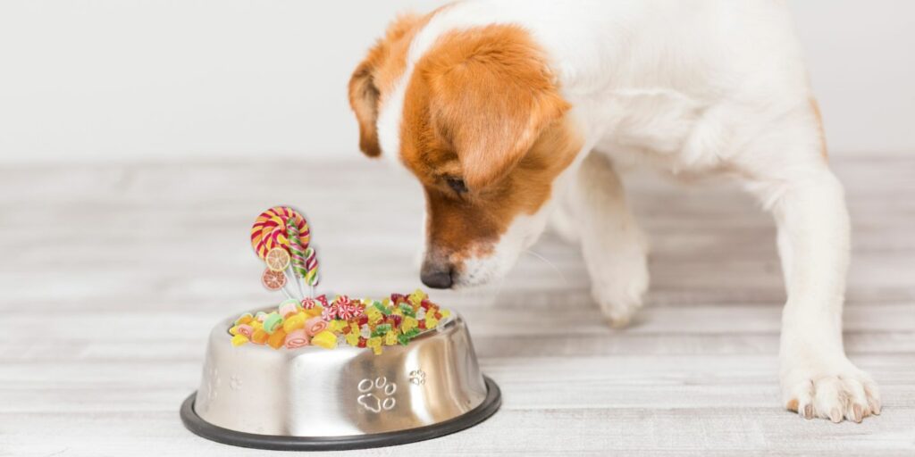 Can Dogs Eat candy?