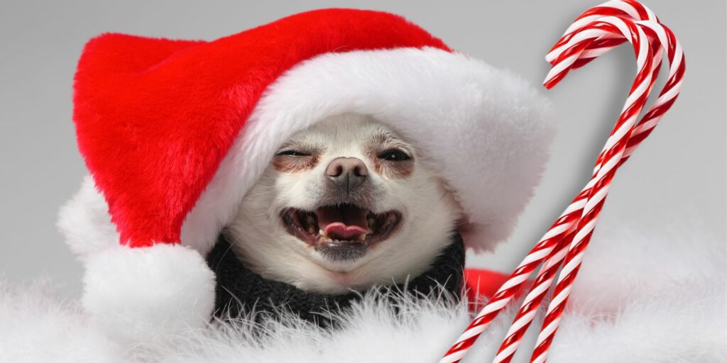 Can Dogs Eat candy canes?