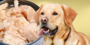 Can Dogs Eat canned chicken?