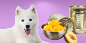 Can Dogs Eat canned peaches?