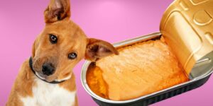 Can Dogs Eat canned salmon?