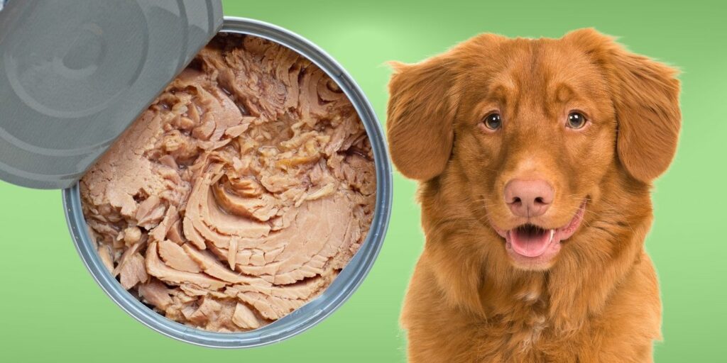 Can Dogs Eat canned tuna?
