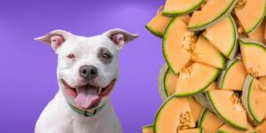 Can Dogs Eat cantaloupe melon?