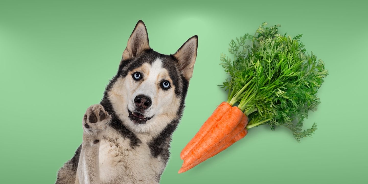 Can Dogs Eat Carrots? The Nutritional Benefits