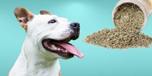 Can Dogs Eat catnip?