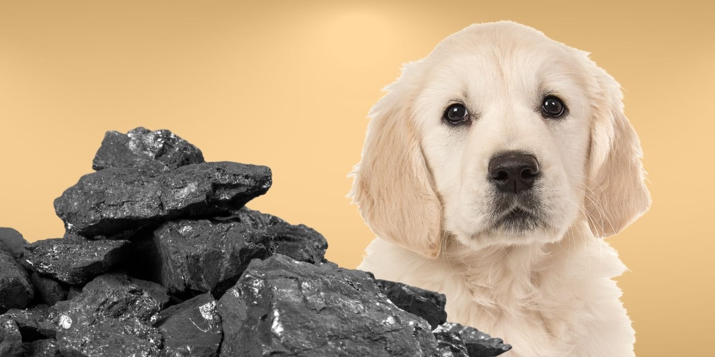 Image showcasing Can Dogs Eat Charcoal? A Comprehensive Guide