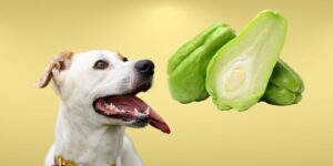 Can Dogs Eat chayote?