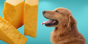 Can Dogs Eat cheddar cheese?