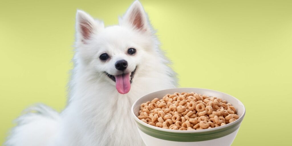 Can Dogs Eat cheerios?