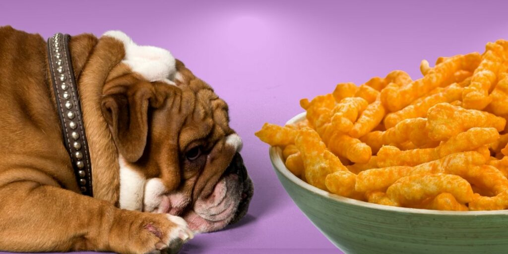 Can Dogs Eat cheetos?
