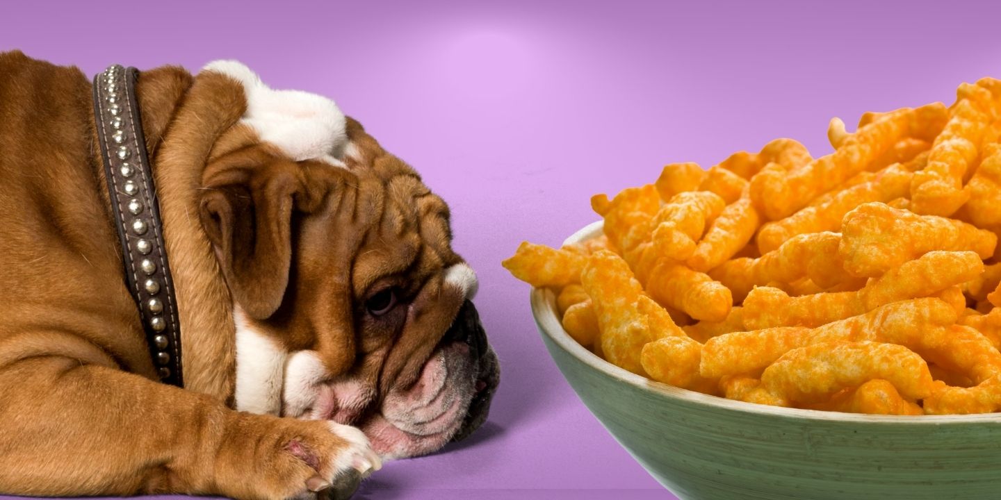 Can Dogs Eat Cheetos? The Surprising Truth