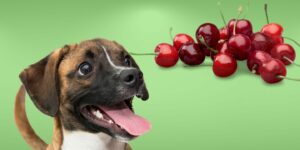 Can Dogs Eat cherries?