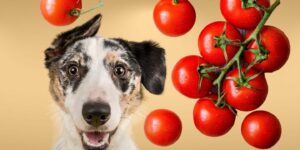 Can Dogs Eat cherry tomatoes?