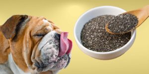 Can Dogs Eat chia seeds?